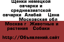 Щенки немецкой овчарки и среднеазиатской овчарки (Алабай) › Цена ­ 5 000 - Московская обл., Москва г. Животные и растения » Собаки   